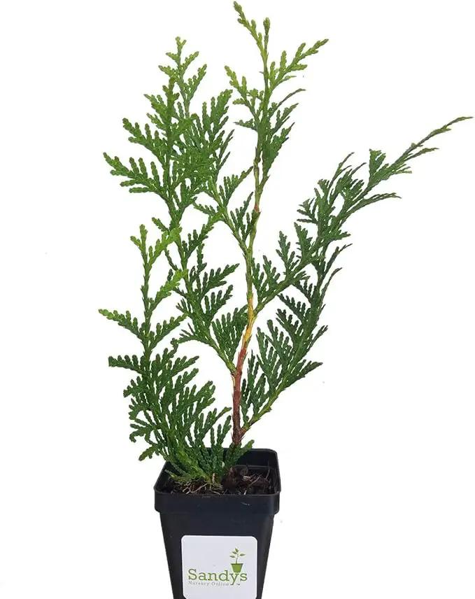 Thuja Green Giant Arborvitae Lot of 6, 3 Inch Pot by GreenHaven Gardens