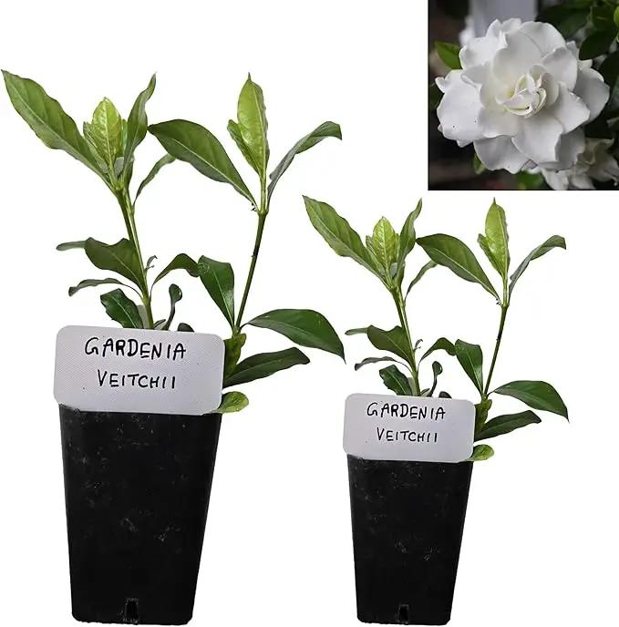 Gardenia Veitchii - Everblooming - Gardenia Jasminoides. Fragrant Evergreen Shrub with Glossy Foliage and Pure White Blooms, Perfect for Pots, Borders, or Gardens (2 Gardenia Veitchii Plants in Cup) by GreenHaven Gardens