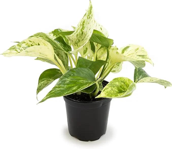 Marble Queen Pothos Plant in 4 Inch Planter Pot for Plants, Low Light Plants Live Houseplants, Pothos Live Plant Decor, Live Plants Indoor Plants Live Houseplants Live Indoor Plants by Plants for Pets by GreenHaven Gardens