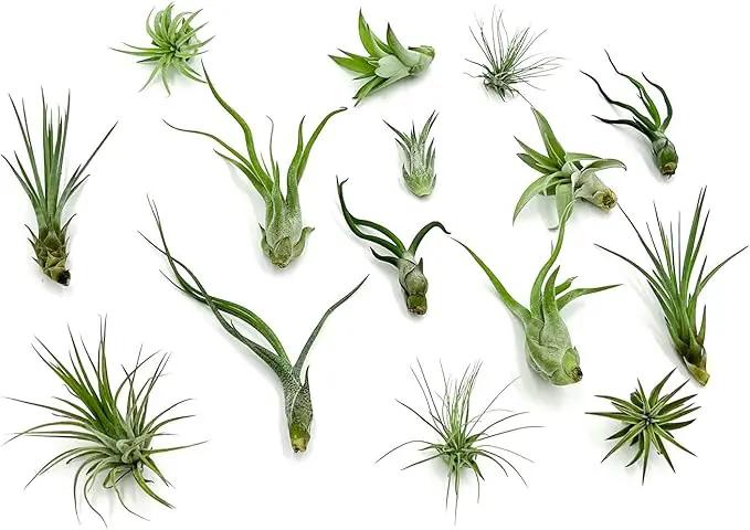 Live Air Plants - Tillandsia Variety, Regular 1-3" - 15ct - Live Arrival Guaranteed, House Plants for Home Decor & Gift by GreenHaven Gardens