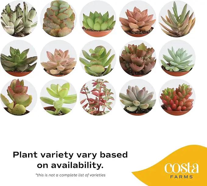 Costa Farms Mini Live Succulents, Echeveria Houseplant, Beautiful Live Indoor Plants in Cute Décor Stone Planter Pots, Great Gift for Perfect Room Décor, 4-Inches Tall (2-Pack) by GreenHaven Gardens