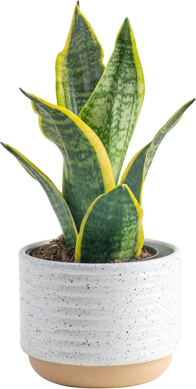 Costa Farms Snake Plant, Easy Care Live Indoor Plant in Décor Planter, Beautiful Clean Air Purifying Houseplant, Boho Home and Room Décor, Housewarming Gift, 8-Inches Tall by GreenHaven Gardens