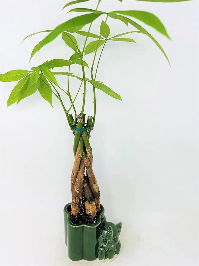 Jmbamboo - Live 10"-12" Money Tree Bonsai-and elephant ceramic pot. by GreenHaven Gardens