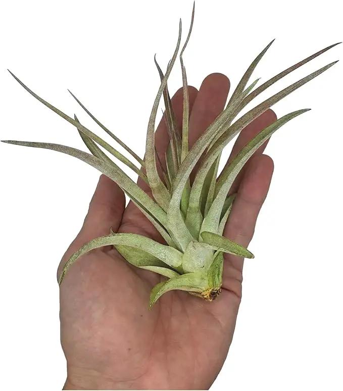 Air Plants - Tillandsia Brachycaulos Multiflora, Jumbo 5-7" - 3 ct - Live Arrival Guaranteed - House Plants for Home Decor & Gift by GreenHaven Gardens