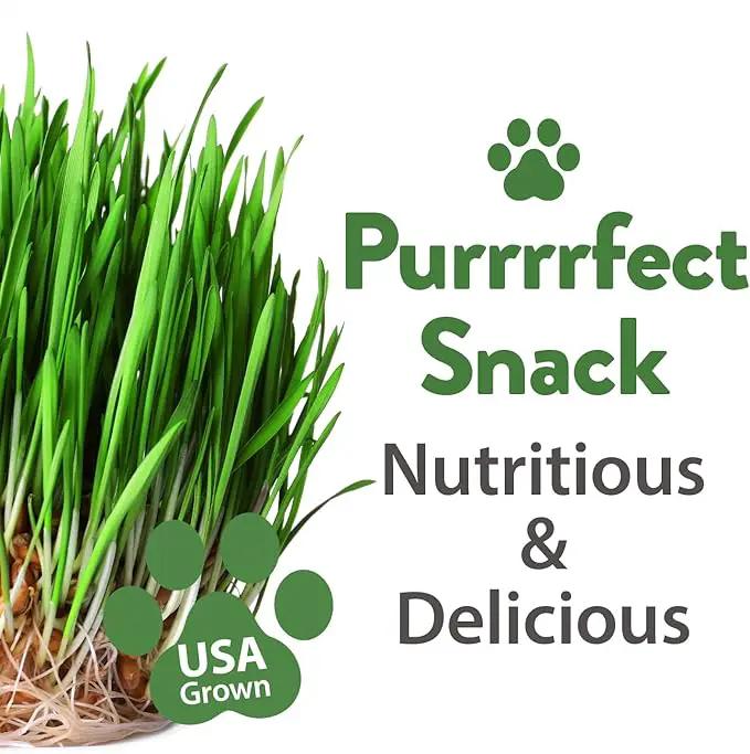 HOME GROWN 30,000+Cat Grass Seeds (6oz) 𝗡𝗢𝗡-𝗚𝗠𝗢 𝗨𝗦𝗔 Heirloom Barley & Oat Mix – Refill for Indoor Cat Grass Growing Kit – Safe Healthy Green Grass for Cats – Pet Grass for Eating & Digestion by GreenHaven Gardens