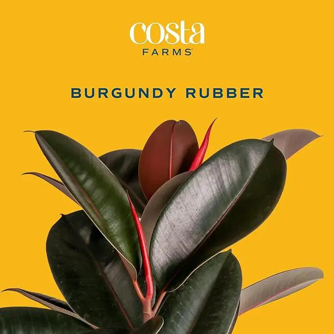 Costa Farms Burgundy Rubber Plant, Live Indoor Ficus Elastica Tree, Live Indoors Houseplant in Décor Planter Pot, Potting Soil Mix, Gift for Housewarming New House, Home or Office Decor, 2-3 Feet Tall by GreenHaven Gardens