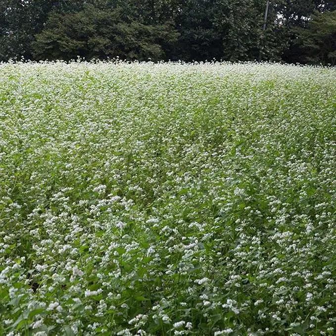 Outsidepride Buckwheat Seeds - 20lbs Annual, Fast-Growing, Easy to Grow Buckwheat Cover Crop Seeds for Green Manure, Bee Pasture & Pollinators, Wildlife Habitat, Soil Improvement, and Erosion Control by GreenHaven Gardens