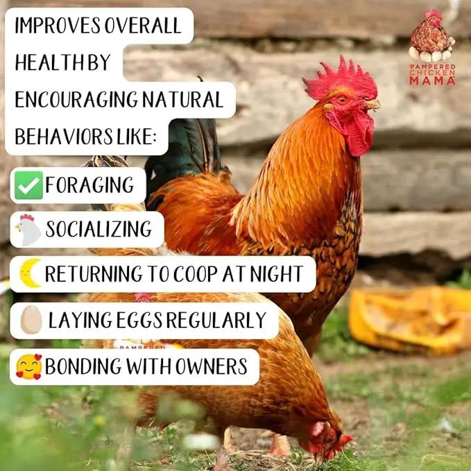 Organic Kelp for Chickens & Duck Feed (1 Pound): Chicken Vitamins | Chicken Supplements | Vitamins for Chickens | Pampered Chicken Mama by GreenHaven Gardens
