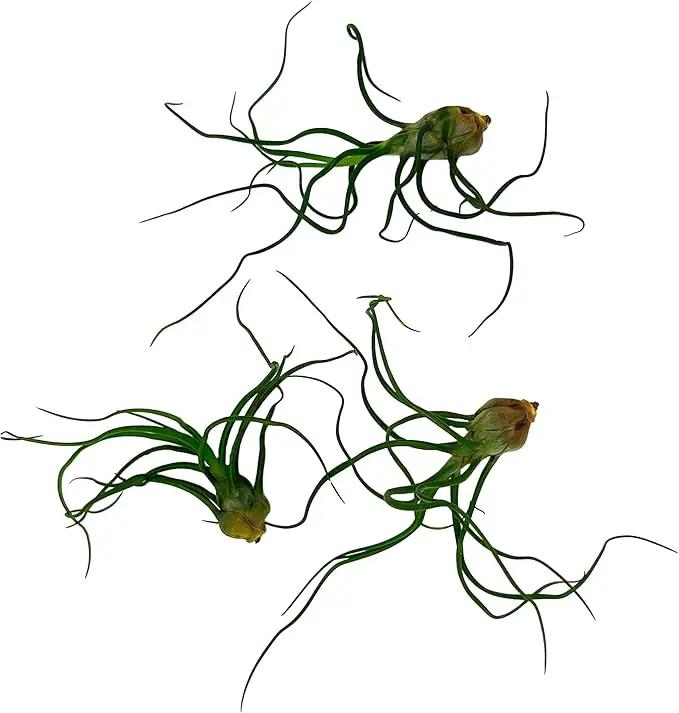Air Plants - Flowering Tillandsia Bulbosa Guatemala, Large 3-5" - 3ct - Live Arrival Guaranteed - House Plants for Home Decor & Gift by GreenHaven Gardens