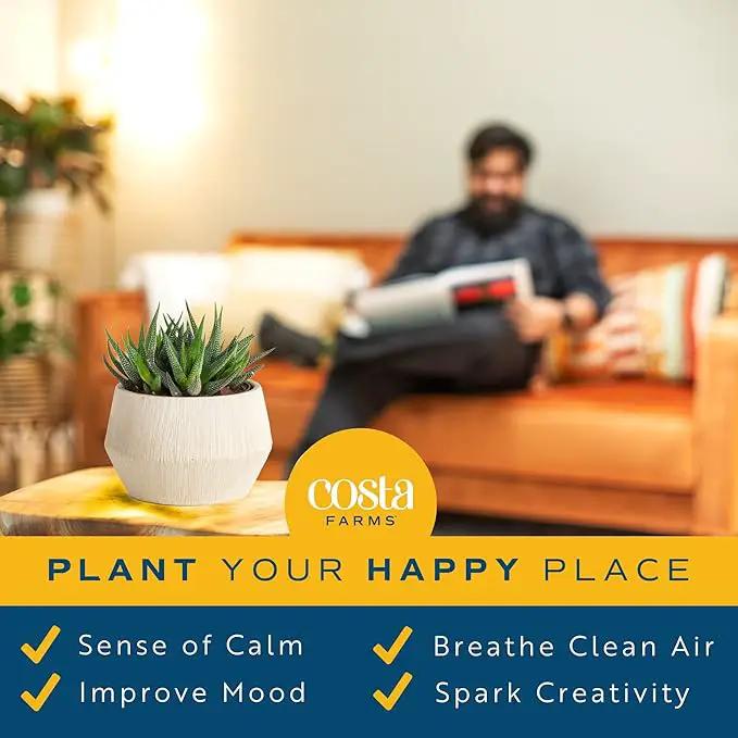 Costa Farms Haworthia Succulent, Easy to Grow Live Plant in Indoor Houseplant Pot, Potting Soil, 4-Inches Tall, Home & Room Decor by GreenHaven Gardens