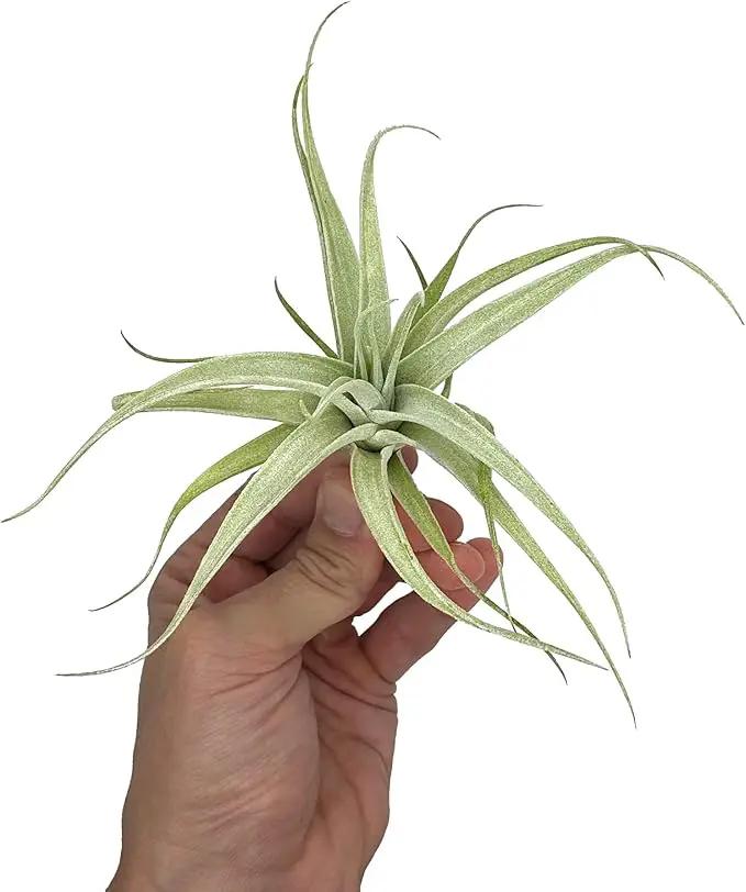 Live Air Plants - Tillandsia Albida 3-5" - 1ct – ragnaroc Live Indoor Plant - Live Arrival Guaranteed - House Plants for Home Decor & Gift by GreenHaven Gardens