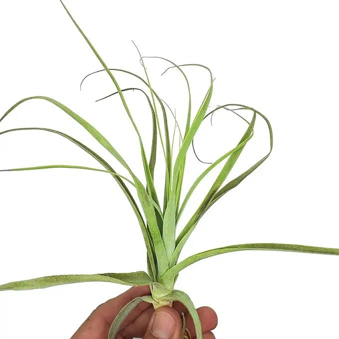 Air Plants - Tillandsia Straminea Jumbo 6-9" - 1ct - Live Arrival Guaranteed - House Plants for Home Decor & Gift by GreenHaven Gardens