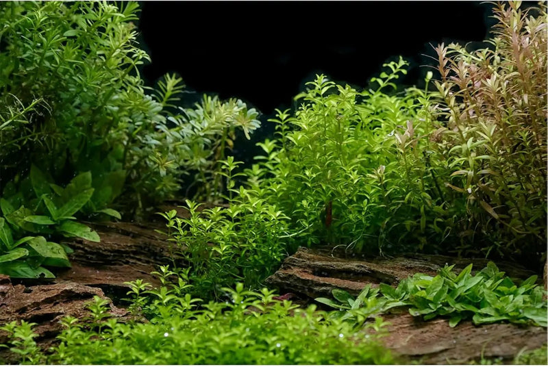 Aquarium Background Underwater Green Grass Leaves Stone Aquarium Backdrop Vivid and Fresh Green Aquatic Plant Stone River Bed and Lake Fish Tank Background Decor Vinyl 48x20in by GreenHaven Gardens