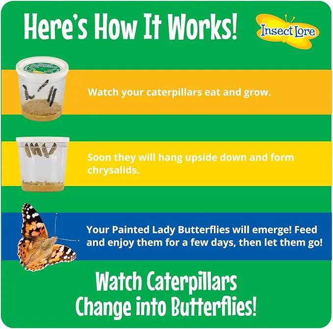 Insect Lore Butterfly Garden with Giant Birthday Card | 5 Live Baby Caterpillars | STEM Journal, Habitat, Chrys-A-Lid, Feeder | Raise and Release Painted Lady Butterflies by GreenHaven Gardens