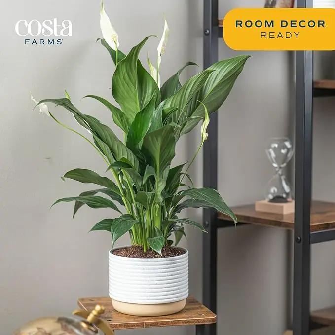 Costa Farms Peace Lily, Live Indoor Plant with Flowers, Easy to Grow Houseplant in Decorative Pot, Potting Soil, Thinking of You, Get Well Soon Gift, Room Decor, 1 Foot Tall by GreenHaven Gardens