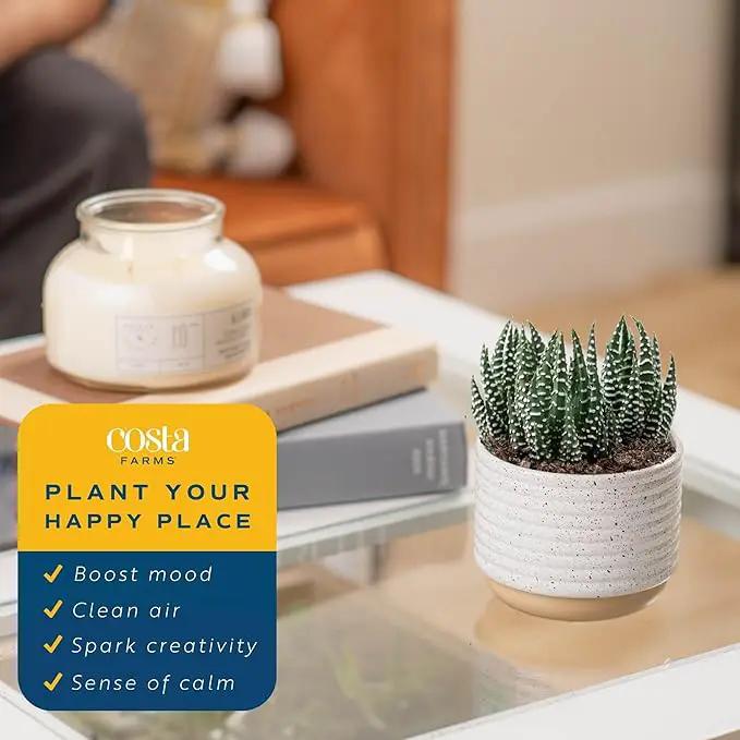 Costa Farms Live Succulent, Easy to Grow Haworthia Plant in Planter Pot, Succulent Houseplant in Potting Soil, Indoors Garden Gift, Cacti Room Décor and Home Décor, 4-Inches Tall by GreenHaven Gardens