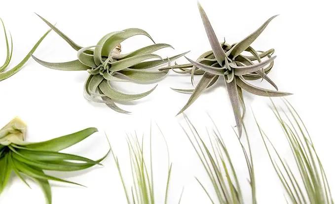 12 Pack of Classic Air Plants Variety - Live Succulent House Plants - Available in Wholesale and Bulk - Home and Garden Decor - Easy Care Indoor/Outdoor Air Plant by GreenHaven Gardens