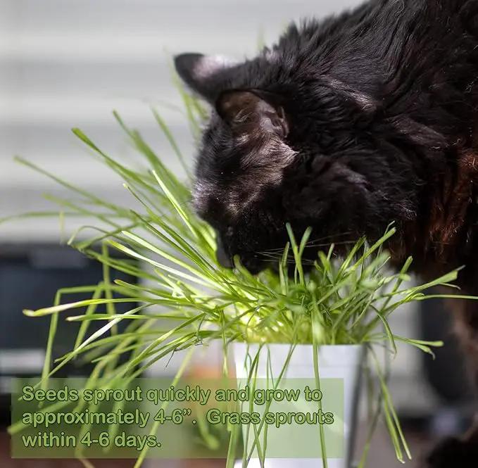 Cat Grass Refill Kit (3) by GreenHaven Gardens