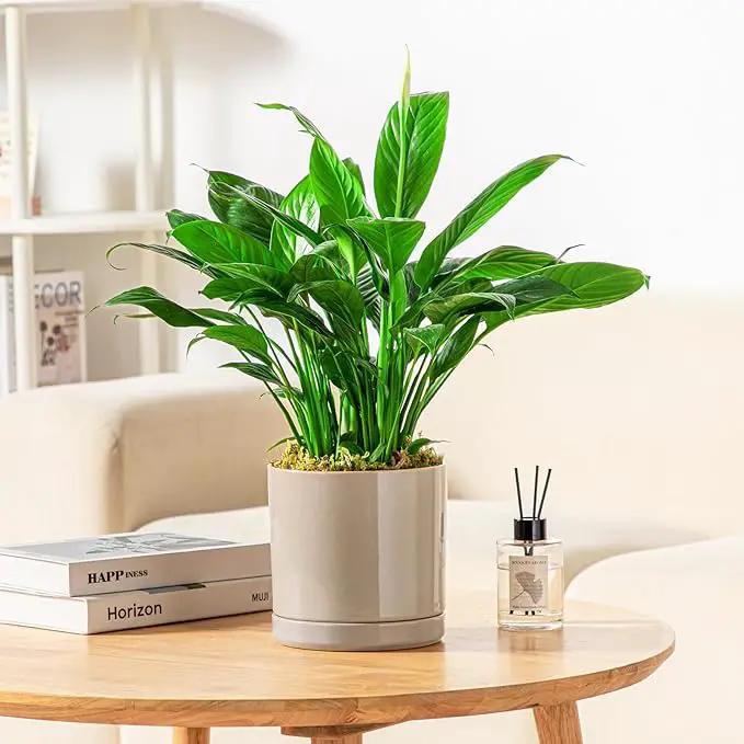 vancasso Ceramic Plant Pots, 3 Piece Planters for Indoor Plants, 4.25+5.25+6.25 Inch Flower Pots with Drainage, Plant Pots Indoor for Succulent, Pothos, Snake Plant and Money Tree, Etc (Gray) by GreenHaven Gardens