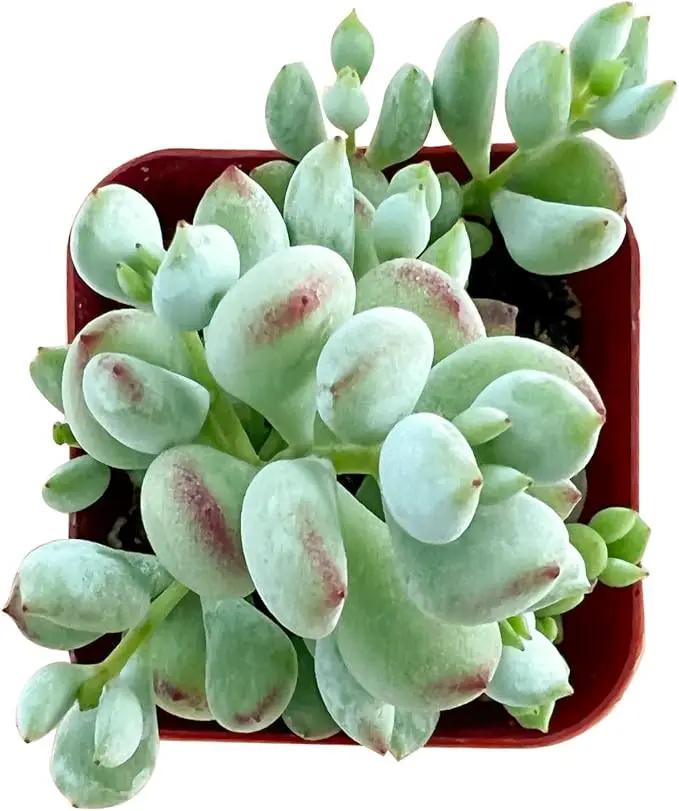 Live Succulent Cotyledon Pendens, Approx 2-inch Large, Potted Succulents, Fully Rooted, Easy Care House Plants by GreenHaven Gardens