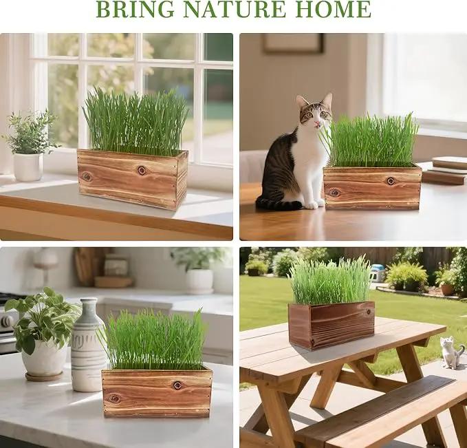 Cat Grass Kit for Indoor Cats - 5X Seed Packets with Handmade Wood Planter | Grow Organic Non-GMO Wheat Grass in 4-7 Days, Aids Digestion & Hairball Control, Ideal Gift for Cat Lovers by GreenHaven Gardens