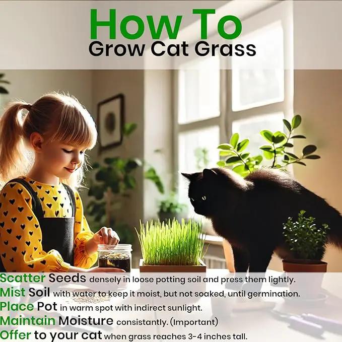 NatureZ Edge Cat Grass Seeds & Catnip Seeds - 3 Pack Variety Kit, Cat Grass for Indoor Cats, Oat & Barley Seeds for Planting, Cat Plant, Indoor Cat Grass Kit, hierba para Gatos by GreenHaven Gardens