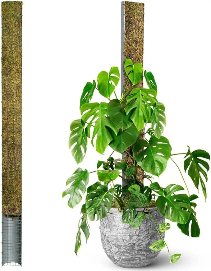 DUSPRO 59’’ D-Shape Moss Pole for Climbing Plants Monstera Moss Plant Pole Handmade Moss Stick for Indoor Plants Grow Upward (59'', 1pc.) by GreenHaven Gardens