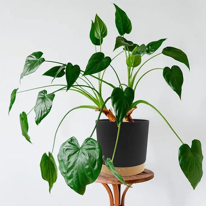 QCQHDU 6.5 inch Plant Pot, 2 Pack Planters for Indoor Plants with Drainage Holes & Saucer, Outdoor Flower Pots Home Garden Modern Decor by GreenHaven Gardens
