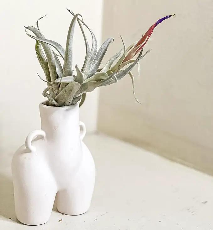 Air Plants - Loki Gift Box - 9ct - Live Arrival Guaranteed - House Plants for Home Decor & Gift by GreenHaven Gardens