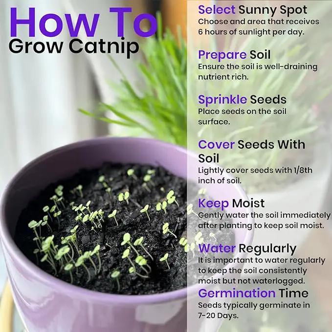 NatureZ Edge Cat Grass Seeds & Catnip Seeds - 3 Pack Variety Kit, Cat Grass for Indoor Cats, Oat & Barley Seeds for Planting, Cat Plant, Indoor Cat Grass Kit, hierba para Gatos by GreenHaven Gardens