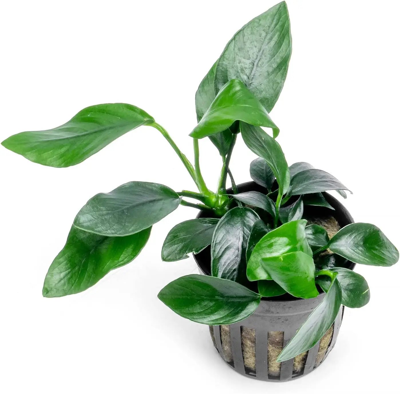 Anubias Live Aquarium Plants - Potted Freshwater Plant for Fish Tanks, Terrariums - Beginner Friendly Low Light (Spear Leaf, 1 Pot) by GreenHaven Gardens