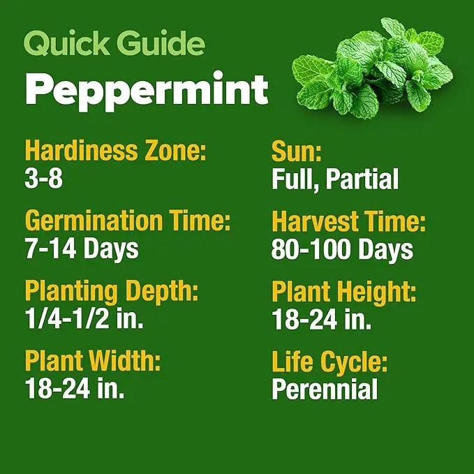 HOME GROWN Peppermint Seeds 2 Pack (Mentha × piperita) – 4,740 Heirloom Mint Seeds for Planting – 𝗡𝗢𝗡-𝗚𝗠𝗢, 𝗨𝗦𝗔-𝗦𝗢𝗨𝗥𝗖𝗘𝗗 – Grow Indoors or Outdoors, Kitchen Herb Garden Favorite by GreenHaven Gardens