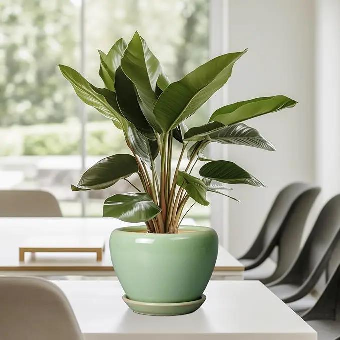 6 Inch Plant Pot - Ceramic Planter for Indoor Plants Round Planter Outdoor Plant Pot with Drainage Hole and Saucer Modern Flower Pot for Succulent Garden Green by GreenHaven Gardens