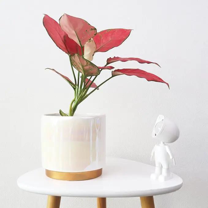 Gepege White Indoor Pots for Plants, Ceramic Planter with Drainage Hole, 6.0 inch+5.0 Inch+4.0 Inch. Succulent Orchid Flower Pot - Rainbow Pearl Glaze by GreenHaven Gardens