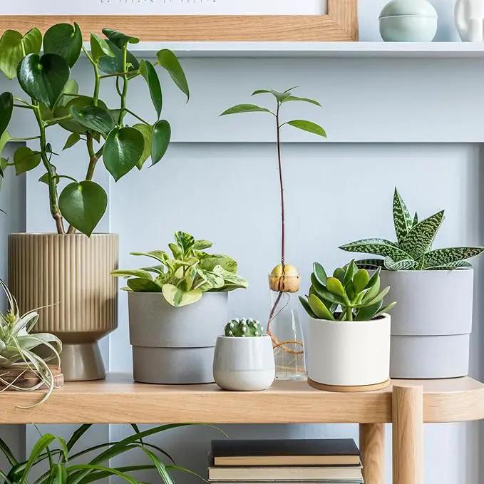 ZOUTOG Succulent Pots, White Mini 3.15 inch Ceramic Flower Planter Pot with Bamboo Tray, Pack of 6 - Plants Not Included by GreenHaven Gardens