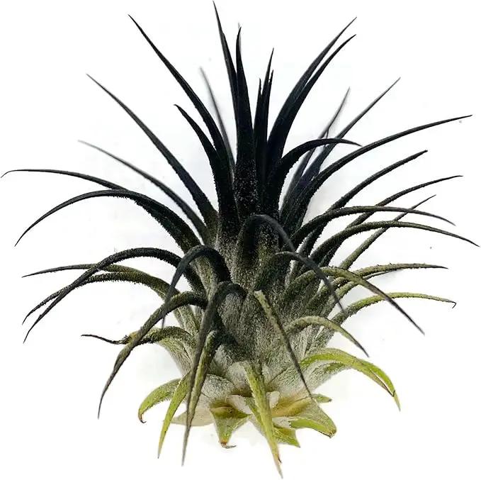 Ionantha Guatemala Tillandsia Air Plant, Guatemala Tillandsia Live Airplant, Healthy Arrival Guaranteed, Great Indoor Plant, Home Decor & Gift (Black) by GreenHaven Gardens