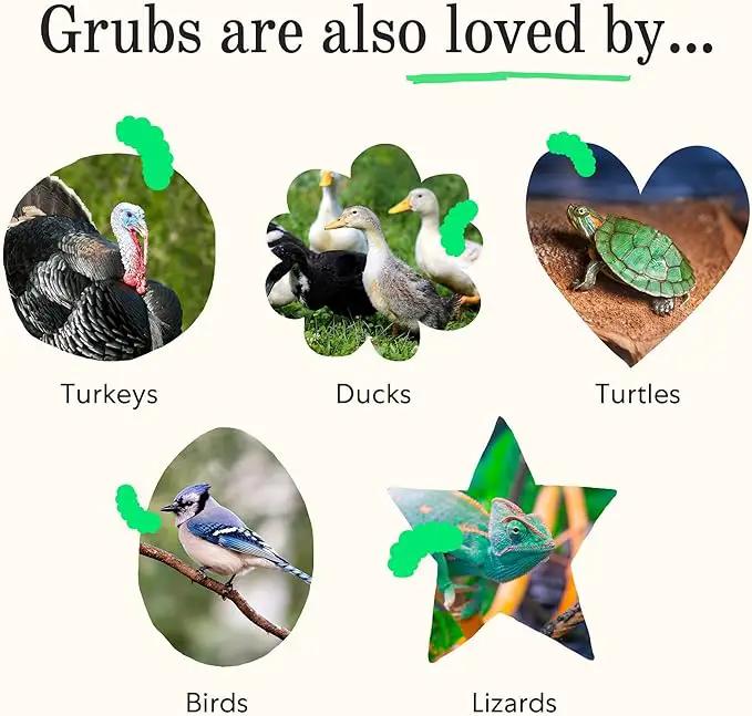Grubblies - Black Soldier Fly Larvae for Chickens - Chicken Treats Grown in The US and Canada - for Strong Eggshells and Healthy Feathers - Grubblies Hometown Harvest 5LB by GreenHaven Gardens
