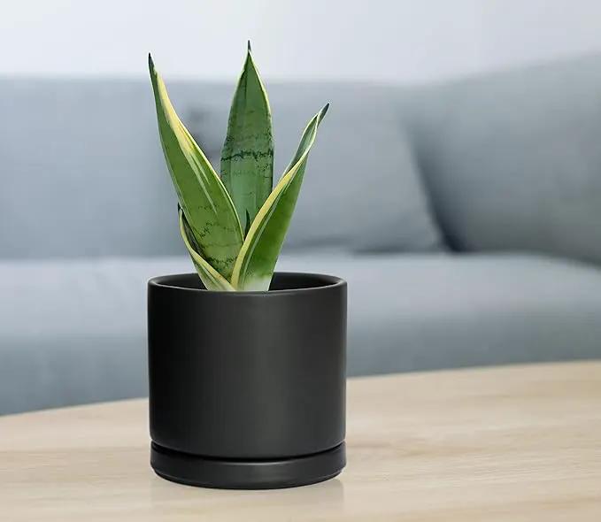 D'vine Dev Set of 4 Small Ceramic Plant Pots, 4.6 Inch Succulent Planter Pot for Plants with Drainage Hole and Saucer, Black, 94-X-B-2 by GreenHaven Gardens