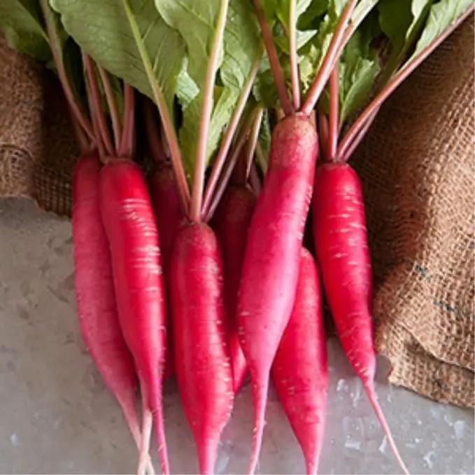 Radish Sprouting Seed - Red Arrow Variety - 4 oz Seed Pouch - Heirloom Radish Sprouts - Non-GMO Sprouting and Micro Greens by GreenHaven Gardens