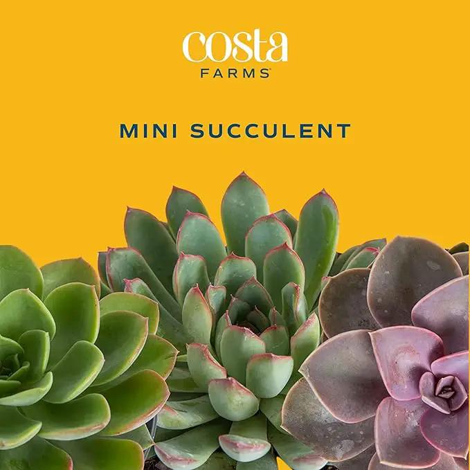Costa Farms Succulent Plants (Pack of 3), Live Indoor Plant Mini Succulent in Cute Decor Plant Pot, Potting Soil Mix, Grower's Choice, Valentine's Day Gift, Valentine Decor, Room Decor, 2-Inches Tall by GreenHaven Gardens