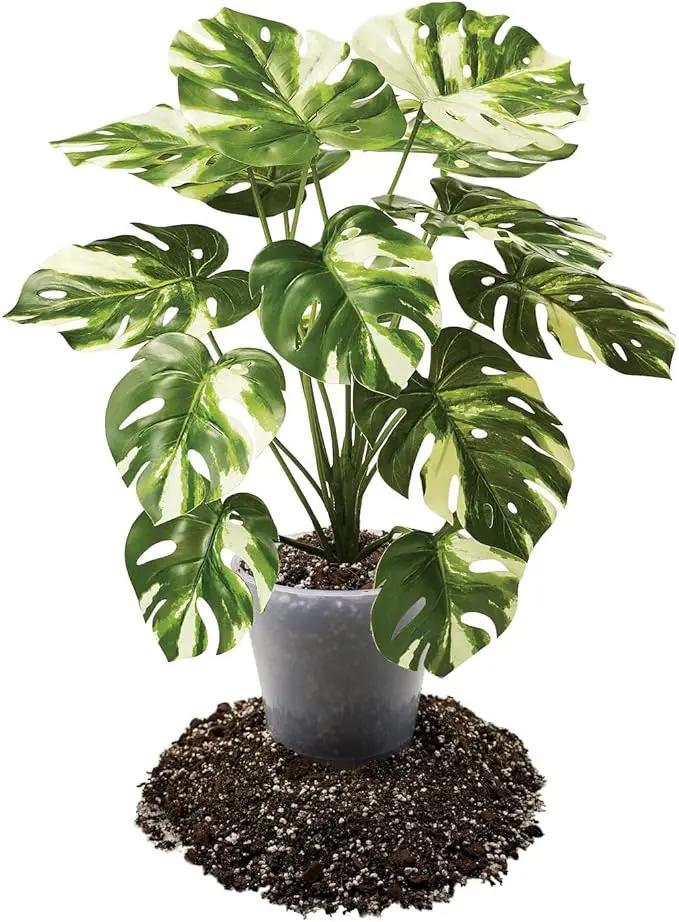 Premium Aroid Potting Mix - Soil Free Blend for Aroids - Growing Medium for House Plants by Gardenera - (2 Quart Bag) by GreenHaven Gardens