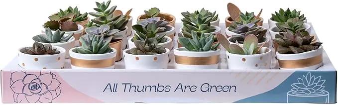 Costa Farms Succulents (24 Pack), Live Mini Succulent Plants in Ceramic Decor Planter Pots, Indoor Houseplants in Potting Soil, Bulk Baby Shower Gifts, Party Favors, Bridesmaid Gifts, 2-Inches Tall by GreenHaven Gardens