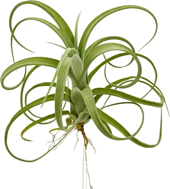 Live Air Plants - Tillandsia Curly Slim Jumbo – 1 Count 5-9 inches – Ideal for Gifts & Presents, Live Indoor Plants & Live House-Plants – Live Plants for Home décor, 30 Day Guarantee by GreenHaven Gardens