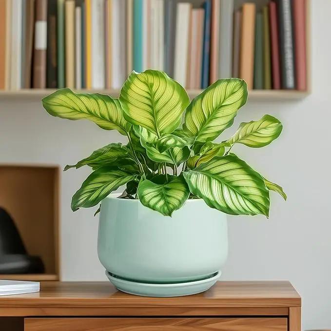 G EPGardening Ceramic Plant Pots - 6 Inch Pot for Plants, Ceramic Planter with Drainage and Saucer, Flower Indoor Outdoor Planter, Modern Bathroom Decor, Birthday Gifts, Green by GreenHaven Gardens