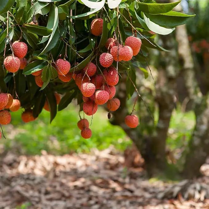 Premium Lychee Potting Soil Mix - Perfect Balance of Nutrients, Drainage, and Aeration for Thriving Lychee Trees - 1 Quart by GreenHaven Gardens
