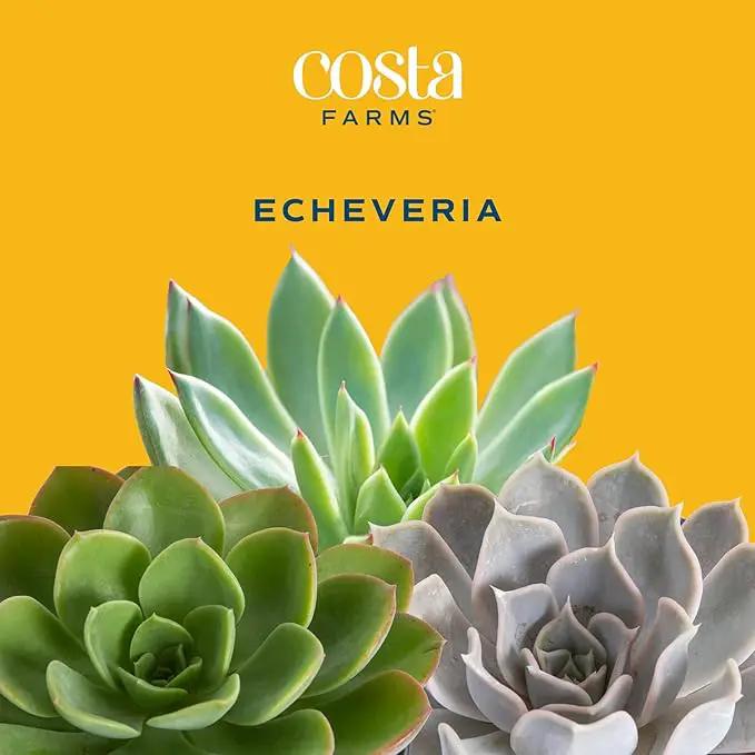 Costa Farms Live Succulent Plant, Easy to Grow Echeveria, Potted Houseplant in Decor Plant Pot, Everyday Gift for Mom, For Wife, From Daughter, Son, Room or Home Decor, 6-Inches Tall by GreenHaven Gardens
