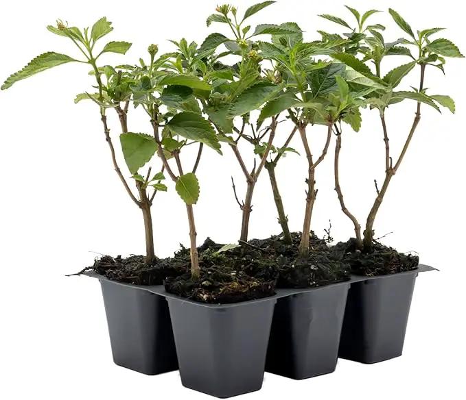 6 Dallas Red Lantana | Live Plants in 2.5-inch Nursery Cubes | Lantana Camara 'Dallas Red' Variety | Hardy Evergreen Perennial Shrub | Fiery Vibrant Blooms for Home & Garden by GreenHaven Gardens