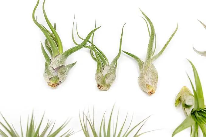 12 Pack of Classic Air Plants Variety - Live Succulent House Plants - Available in Wholesale and Bulk - Home and Garden Decor - Easy Care Indoor/Outdoor Air Plant by GreenHaven Gardens