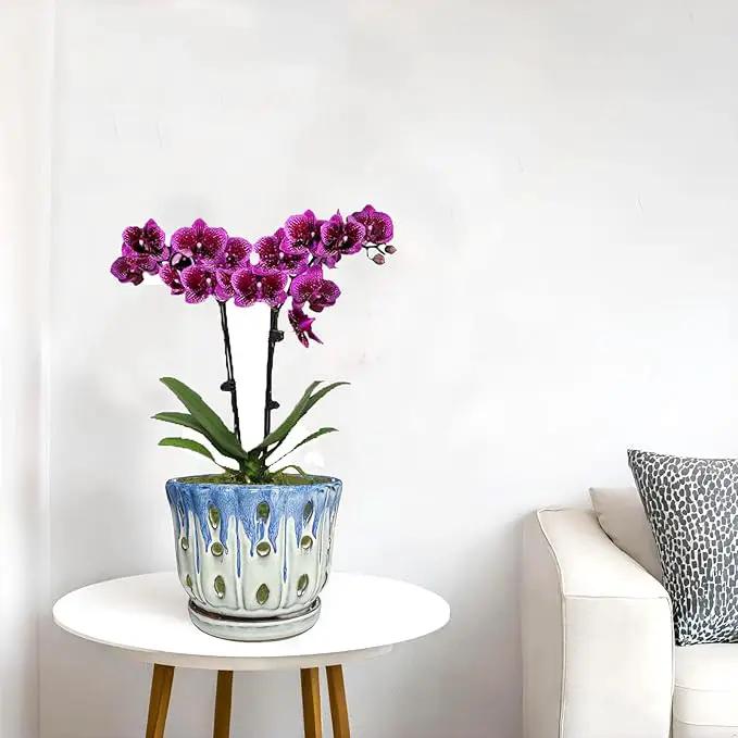 Ceramic Orchid Pot with Drainage Hole 6'' Orchid Planter (Blue Cover White) by GreenHaven Gardens
