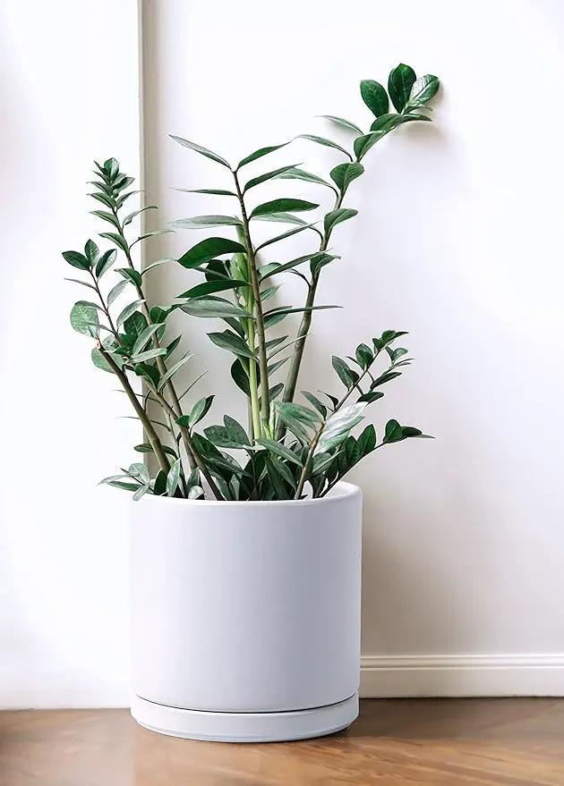D'vine Dev Set of 2 Plants Pots, 8 Inch Ceramic Planter Pot for Plants with Drainage Hole and Saucer, White, 94-V-D-1 by GreenHaven Gardens